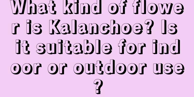 What kind of flower is Kalanchoe? Is it suitable for indoor or outdoor use?