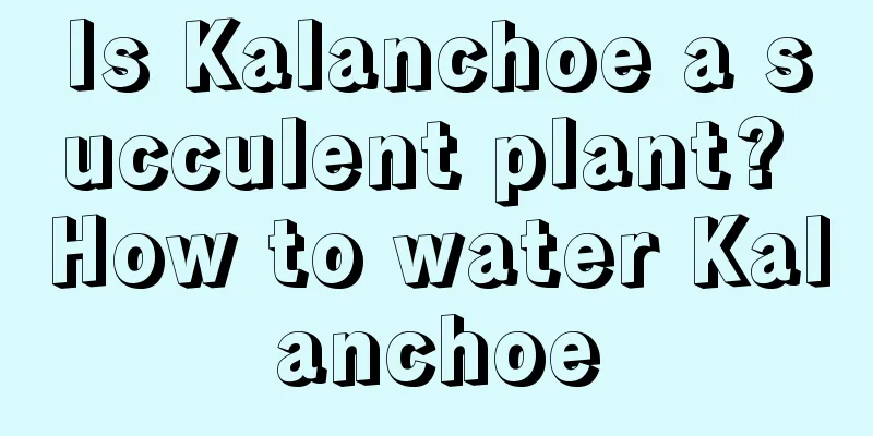 Is Kalanchoe a succulent plant? How to water Kalanchoe