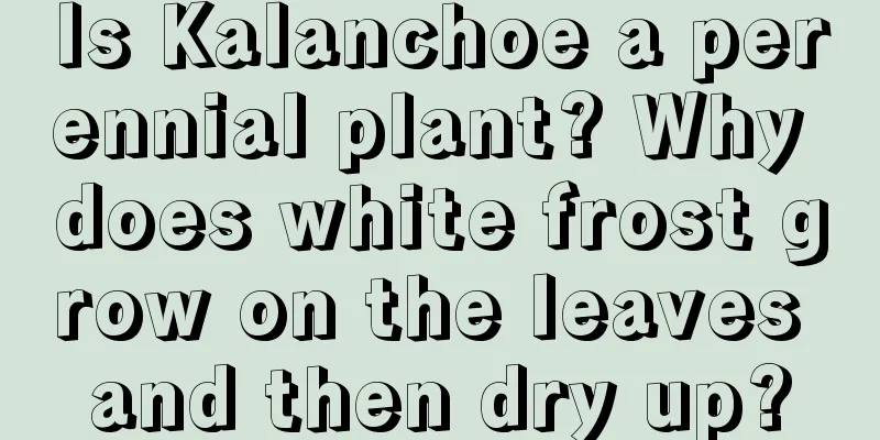 Is Kalanchoe a perennial plant? Why does white frost grow on the leaves and then dry up?