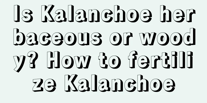 Is Kalanchoe herbaceous or woody? How to fertilize Kalanchoe