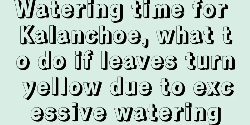 Watering time for Kalanchoe, what to do if leaves turn yellow due to excessive watering