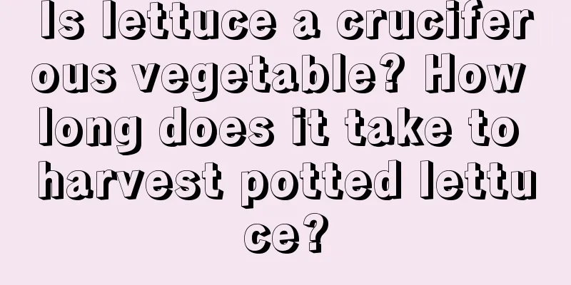 Is lettuce a cruciferous vegetable? How long does it take to harvest potted lettuce?