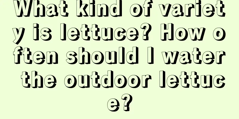 What kind of variety is lettuce? How often should I water the outdoor lettuce?