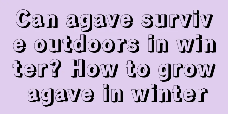 Can agave survive outdoors in winter? How to grow agave in winter