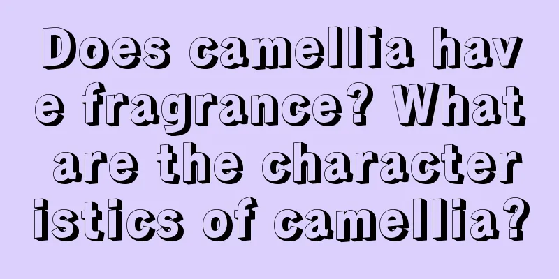 Does camellia have fragrance? What are the characteristics of camellia?