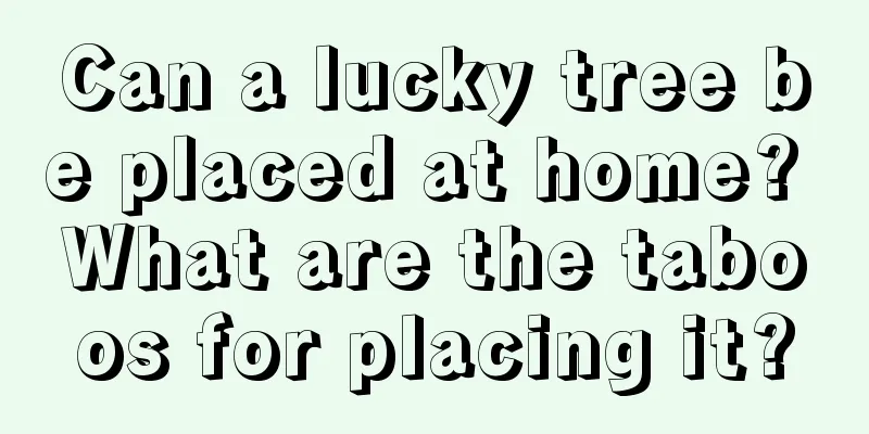 Can a lucky tree be placed at home? What are the taboos for placing it?