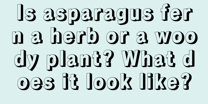 Is asparagus fern a herb or a woody plant? What does it look like?