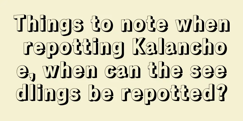 Things to note when repotting Kalanchoe, when can the seedlings be repotted?