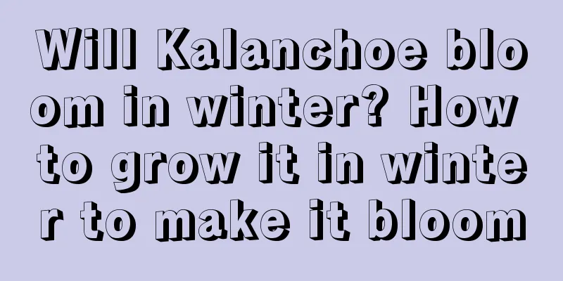 Will Kalanchoe bloom in winter? How to grow it in winter to make it bloom