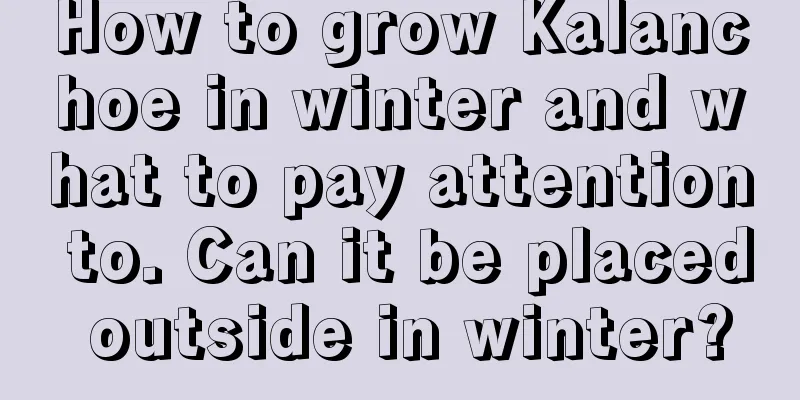 How to grow Kalanchoe in winter and what to pay attention to. Can it be placed outside in winter?