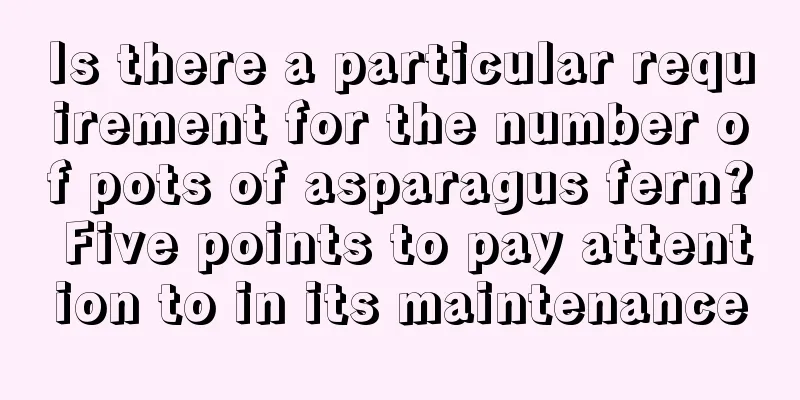 Is there a particular requirement for the number of pots of asparagus fern? Five points to pay attention to in its maintenance