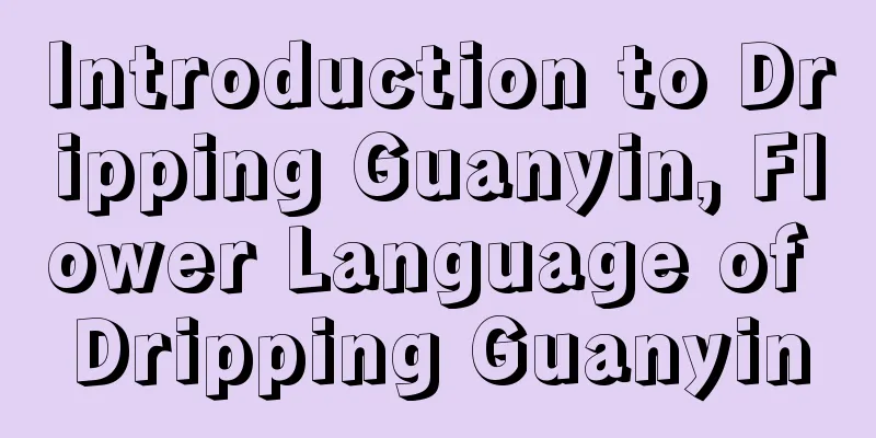 Introduction to Dripping Guanyin, Flower Language of Dripping Guanyin