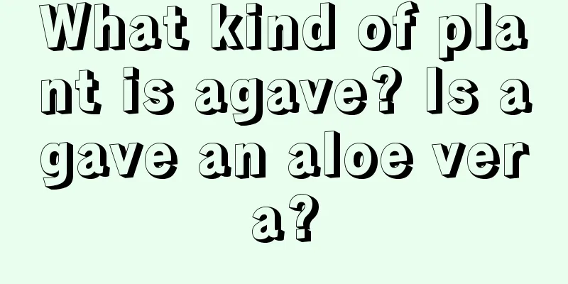 What kind of plant is agave? Is agave an aloe vera?