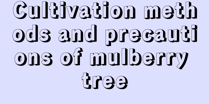 Cultivation methods and precautions of mulberry tree