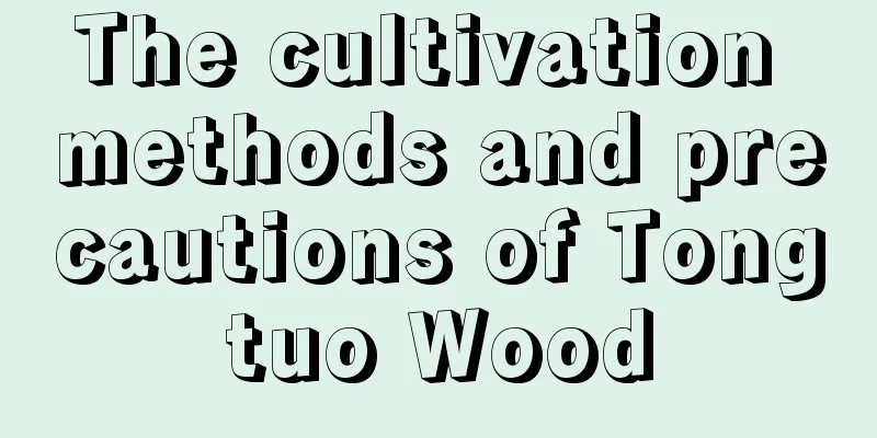 The cultivation methods and precautions of Tongtuo Wood