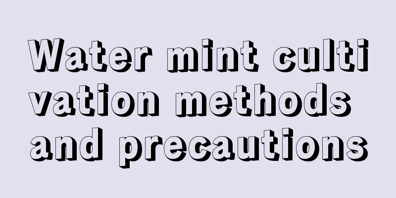 Water mint cultivation methods and precautions