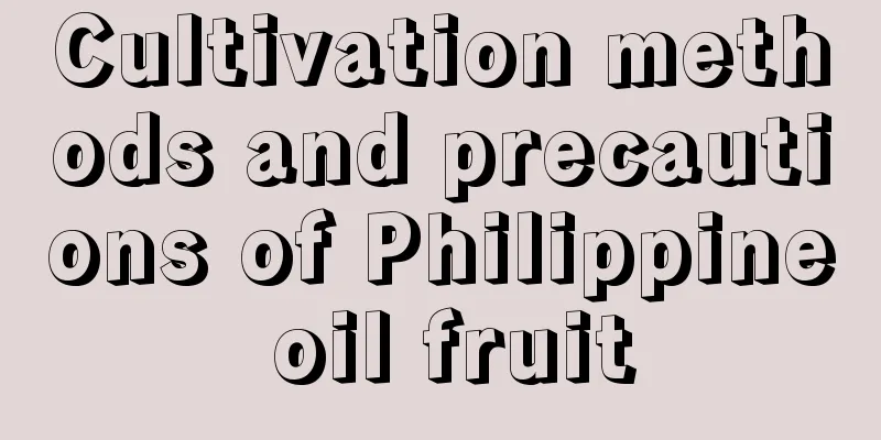 Cultivation methods and precautions of Philippine oil fruit