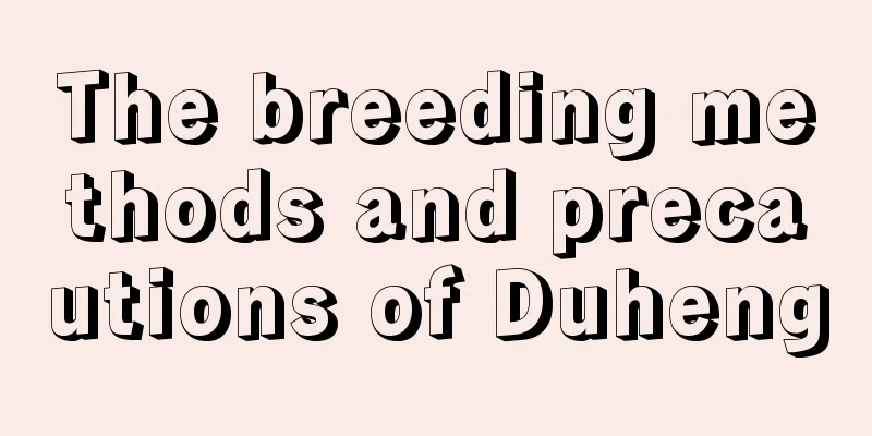 The breeding methods and precautions of Duheng