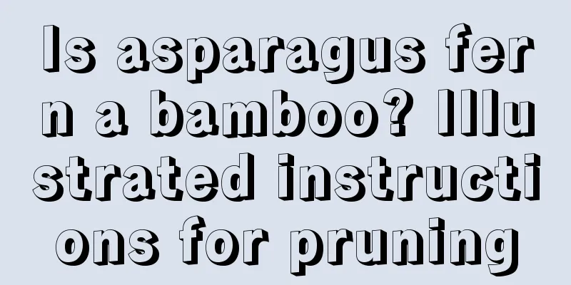 Is asparagus fern a bamboo? Illustrated instructions for pruning