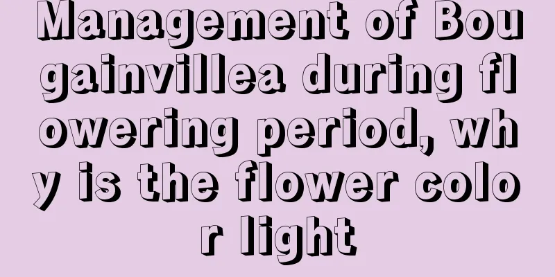 Management of Bougainvillea during flowering period, why is the flower color light