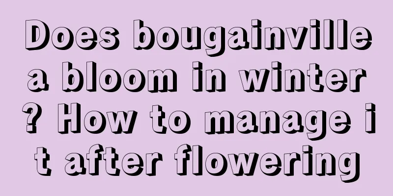 Does bougainvillea bloom in winter? How to manage it after flowering