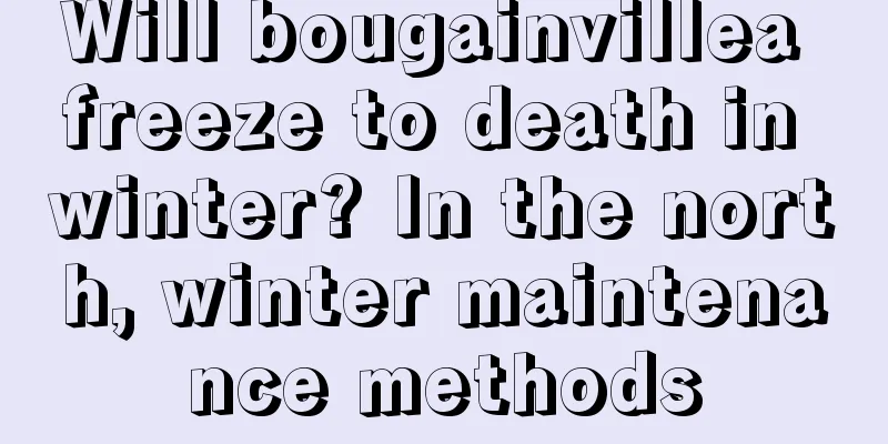 Will bougainvillea freeze to death in winter? In the north, winter maintenance methods