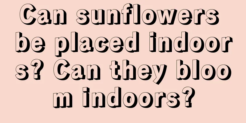 Can sunflowers be placed indoors? Can they bloom indoors?