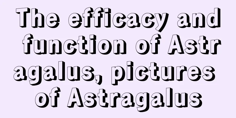 The efficacy and function of Astragalus, pictures of Astragalus