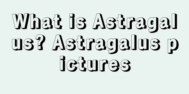 What is Astragalus? Astragalus pictures