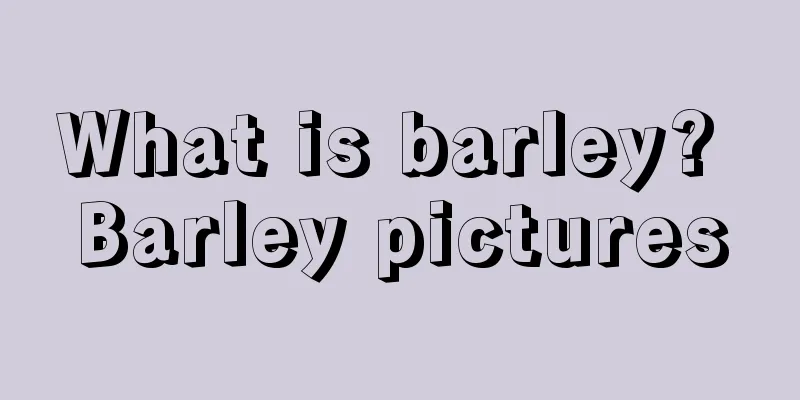 What is barley? Barley pictures