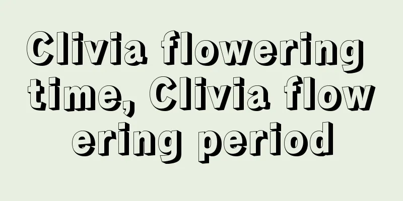 Clivia flowering time, Clivia flowering period