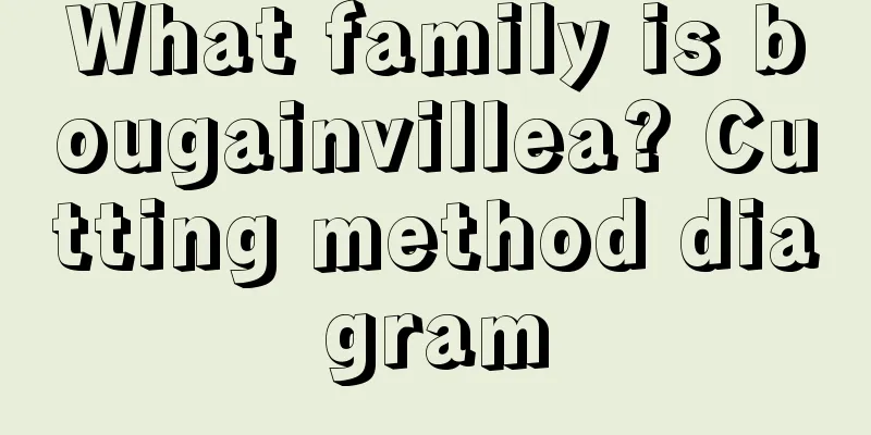 What family is bougainvillea? Cutting method diagram