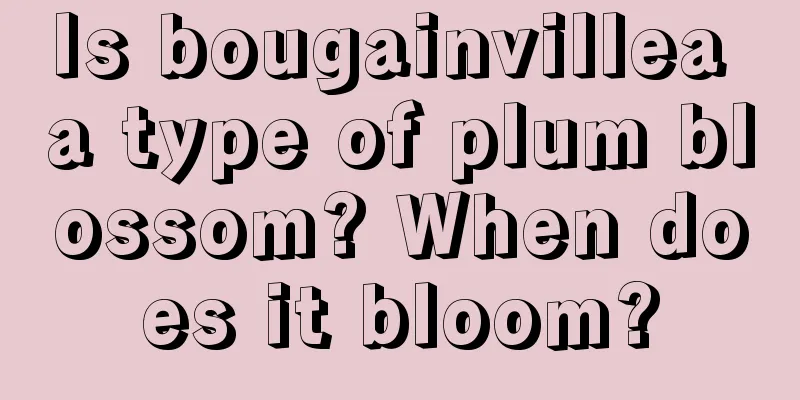 Is bougainvillea a type of plum blossom? When does it bloom?