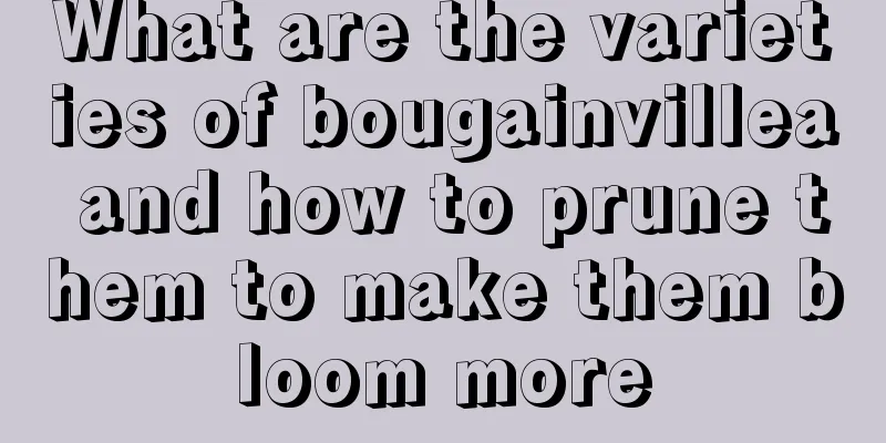 What are the varieties of bougainvillea and how to prune them to make them bloom more