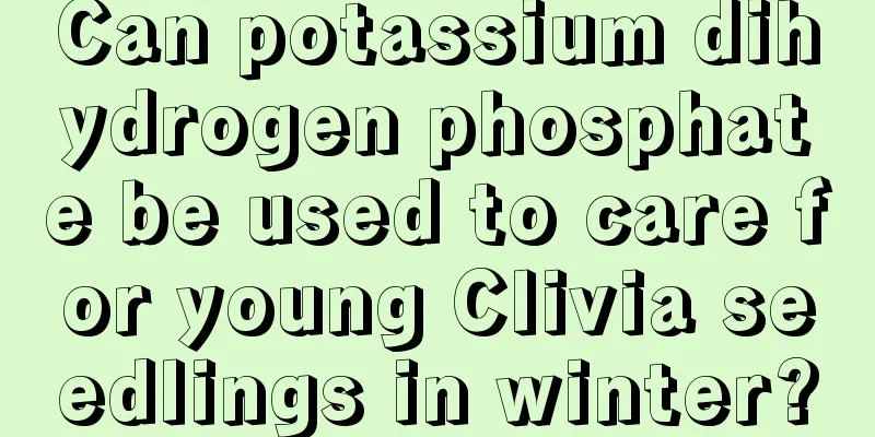 Can potassium dihydrogen phosphate be used to care for young Clivia seedlings in winter?