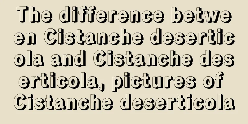 The difference between Cistanche deserticola and Cistanche deserticola, pictures of Cistanche deserticola