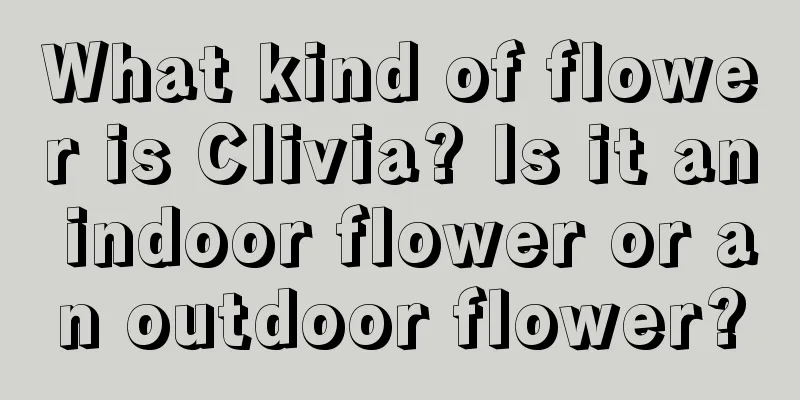 What kind of flower is Clivia? Is it an indoor flower or an outdoor flower?