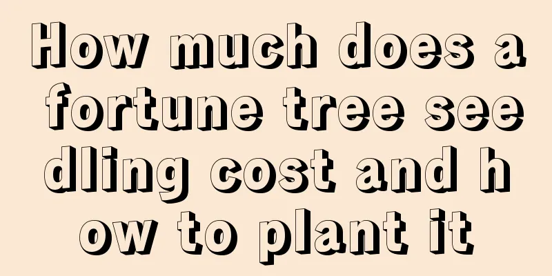 How much does a fortune tree seedling cost and how to plant it