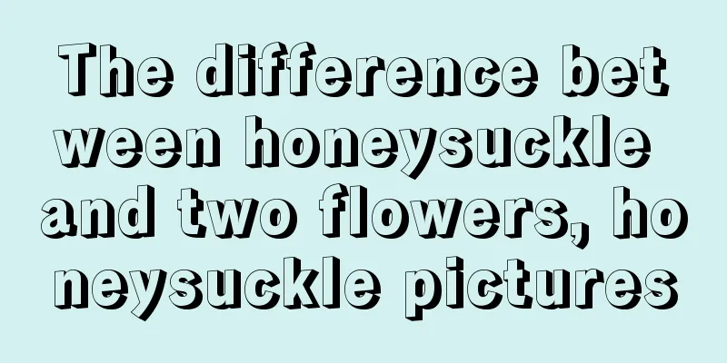 The difference between honeysuckle and two flowers, honeysuckle pictures