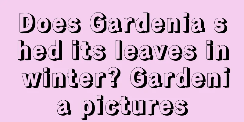 Does Gardenia shed its leaves in winter? Gardenia pictures