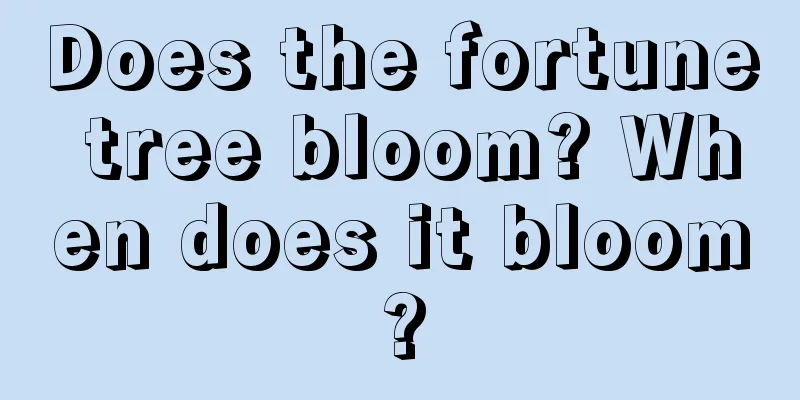 Does the fortune tree bloom? When does it bloom?