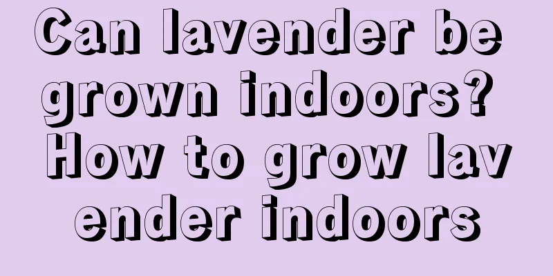 Can lavender be grown indoors? How to grow lavender indoors