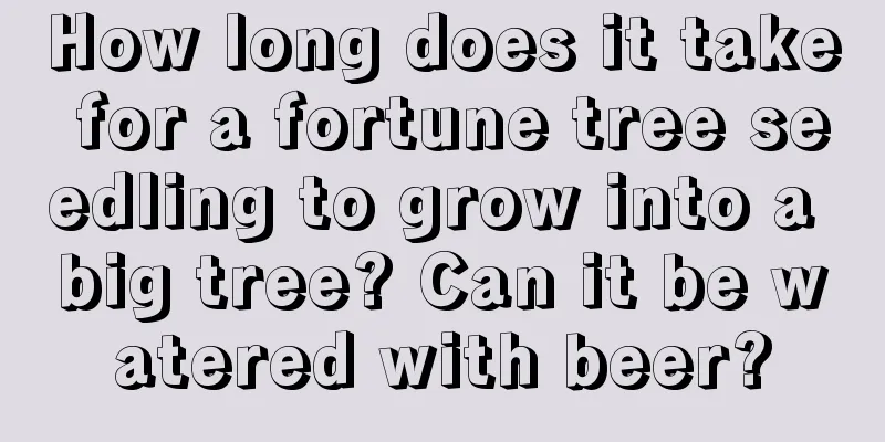 How long does it take for a fortune tree seedling to grow into a big tree? Can it be watered with beer?