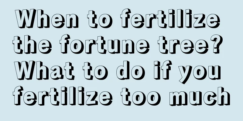 When to fertilize the fortune tree? What to do if you fertilize too much