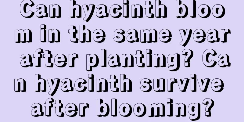 Can hyacinth bloom in the same year after planting? Can hyacinth survive after blooming?