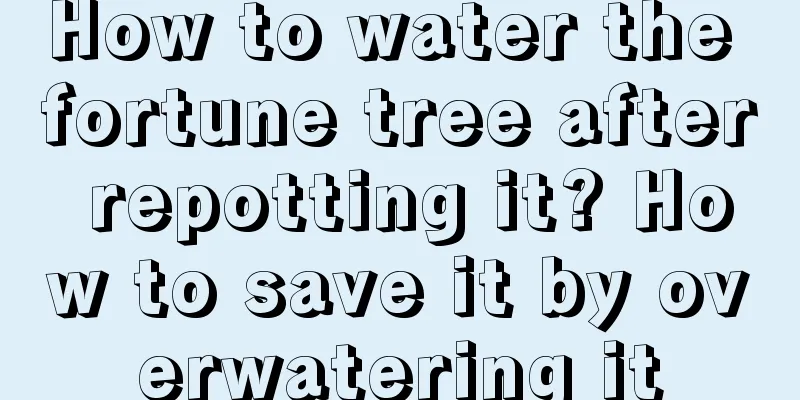 How to water the fortune tree after repotting it? How to save it by overwatering it