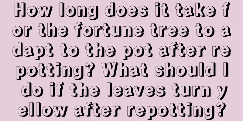 How long does it take for the fortune tree to adapt to the pot after repotting? What should I do if the leaves turn yellow after repotting?