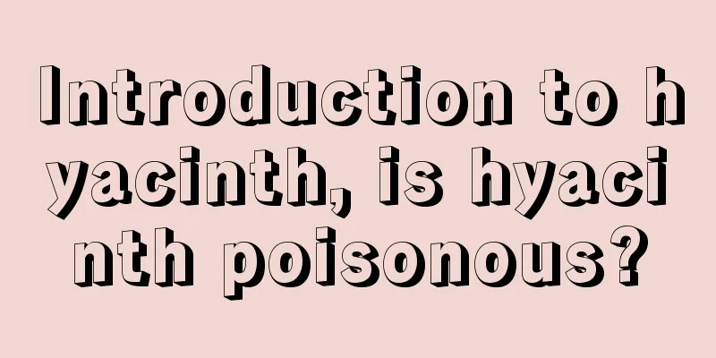 Introduction to hyacinth, is hyacinth poisonous?