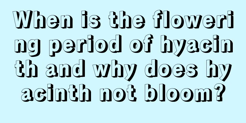 When is the flowering period of hyacinth and why does hyacinth not bloom?