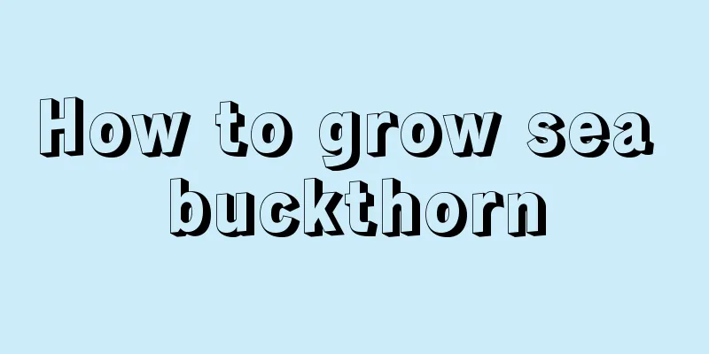 How to grow sea buckthorn